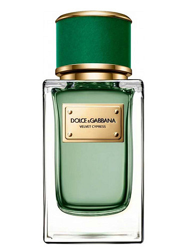 Dolce&Gabbana - Velvet Cypress