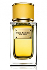 Dolce&Gabbana - Velvet Ginestra